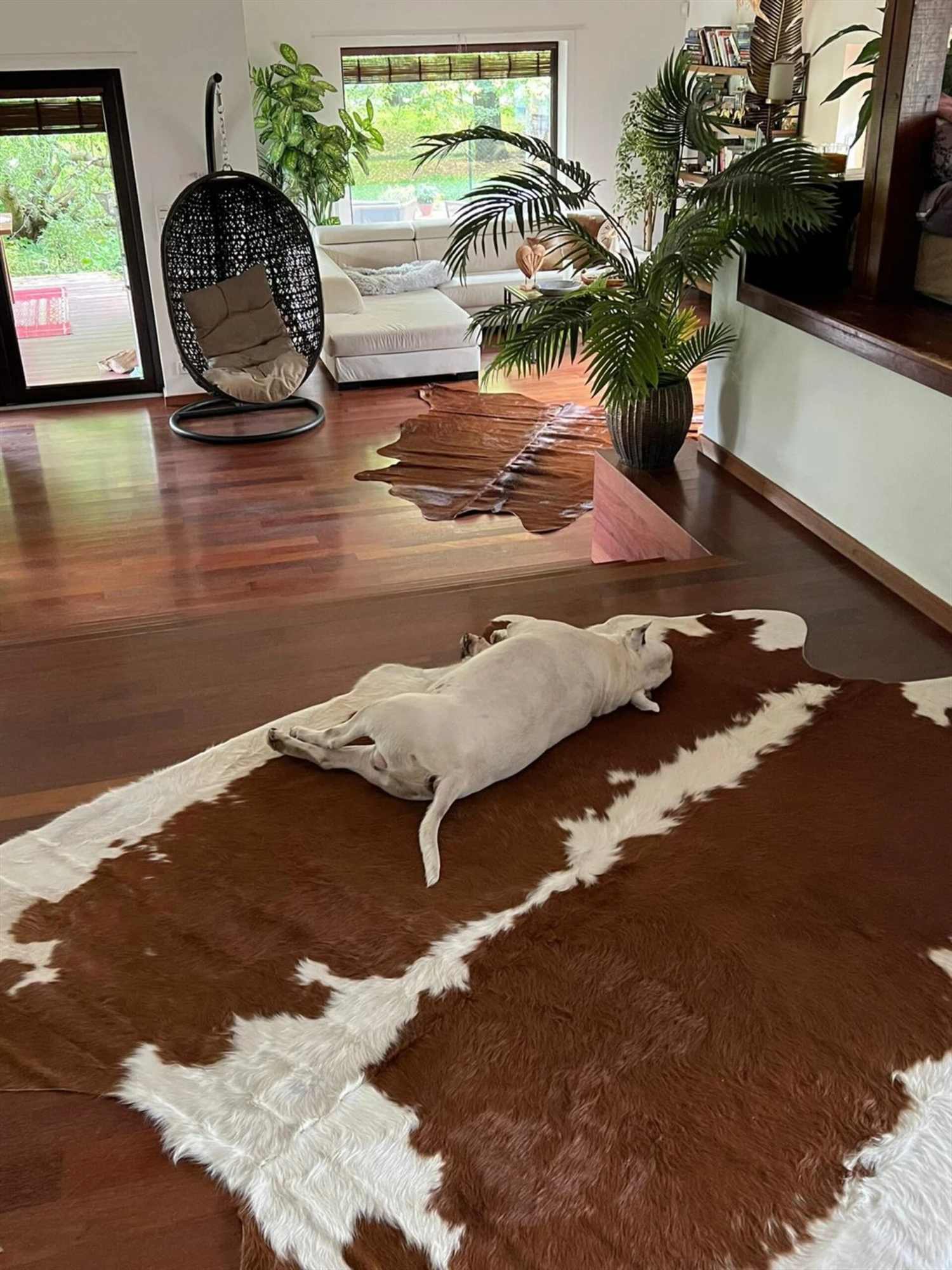 Lehmäntalja Ruskea/valkoinen NASQU Useita Kokoja - Image 3